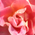 Różowy  - Róże rabatowe floribunda - Edouard Guillot